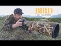 WOW, WHAT A MOMENT || BIRD PHOTOGRAPHY in the mountain - golden plover, nikon d4s