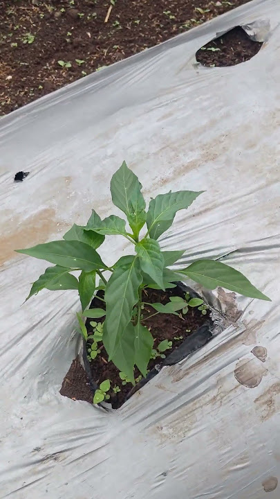 cabe keriting umur 10 hst #pertanian #mandiri #petanimuda