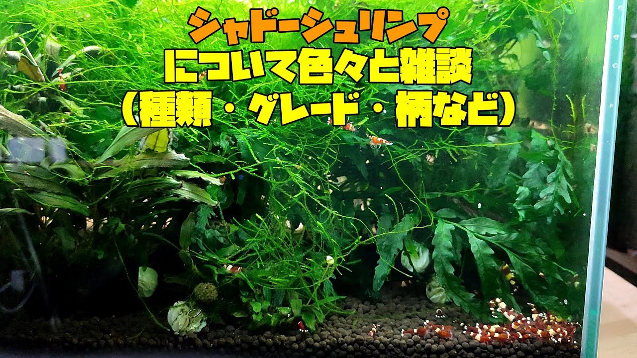 シャドーシュリンプについて色々と雑談(種類・グレード・柄など)