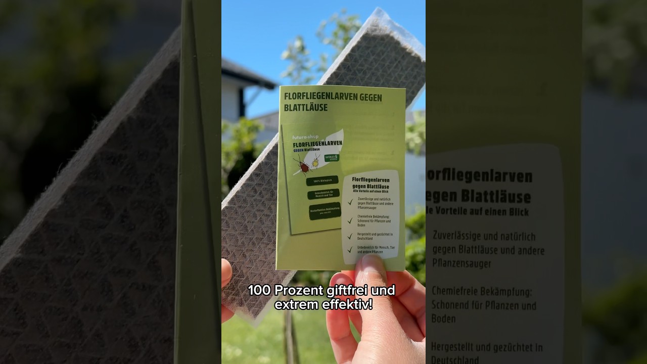 Florfliegenlarven gegen Blattläuse