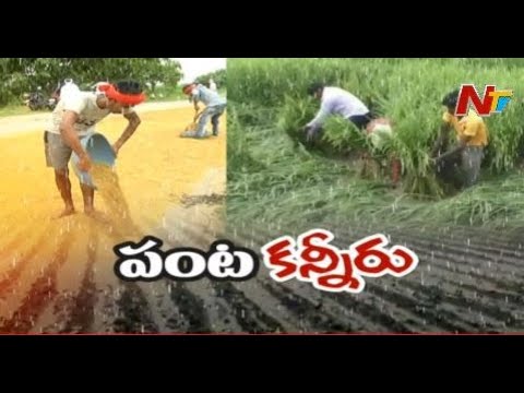 Farmers Face Huge Loss After Heavy Rains Damage Crops in Telangana ...