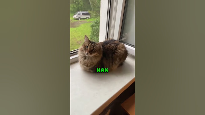 Самый ленивый кот который не хотел вставать