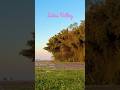 Asia biggest lotus Valley,  Gulawat ( Lotus Valley Indore )
