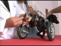 Feliciano Filho fala sobre cadeira de rodas para animais