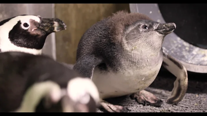 Penguin chick at Lincoln Park Zoo, video courtesy ...
