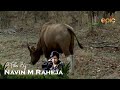 A jewel called kanha   a film by navin m raheja