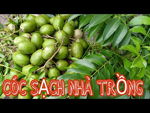 HƯỚNG DẪN HÁI CÓC SẠCH TRONG VƯỜN NHÀ