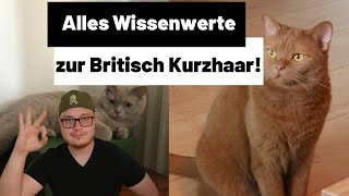 Britisch Kurzhaar Katze  Alles zur Haltung, Wesen und Kosten