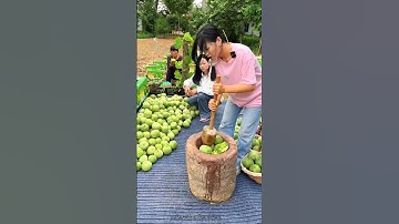 What are they doing with the cucumbers   | cucumber 🥒🥒 farming #shorts #cucumber #youtubeshorts