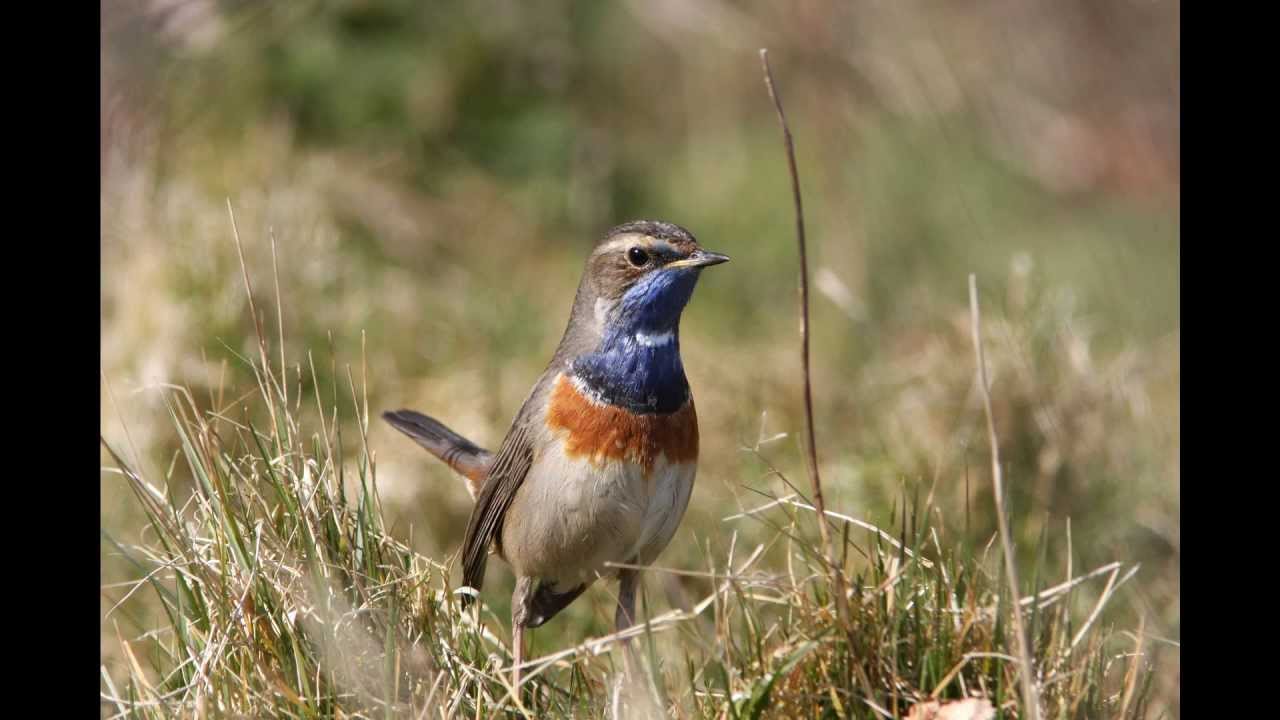 White-spotted Bluethroat on Isle of Wight