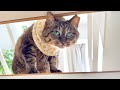 無言の圧力。掃除を監視したあとそのまま二度寝へと連行する猫がこちら…