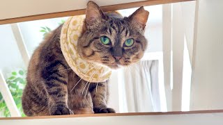 無言の圧力。掃除を監視したあとそのまま二度寝へと連行する猫がこちら…