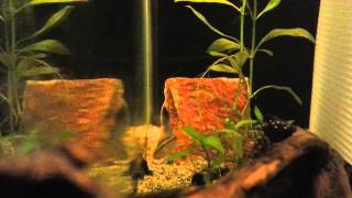 Apistogramma Macmasteri Update