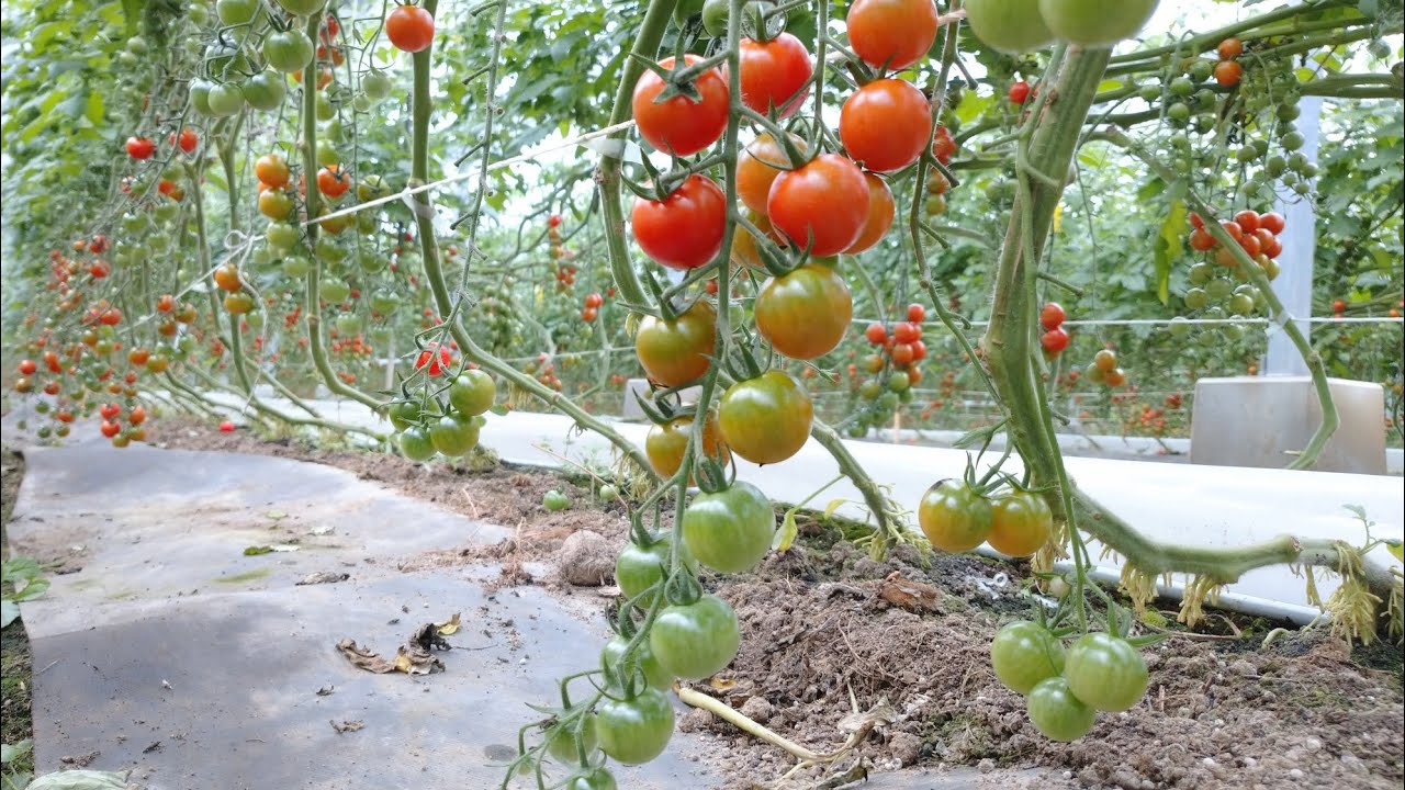 Miyazaki Tomatoes] The height of the rope used to train tomatoes