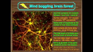 1. Arboreal Mind: Finding Self in Nerve Cell Branching (Giorgio Ascoli)