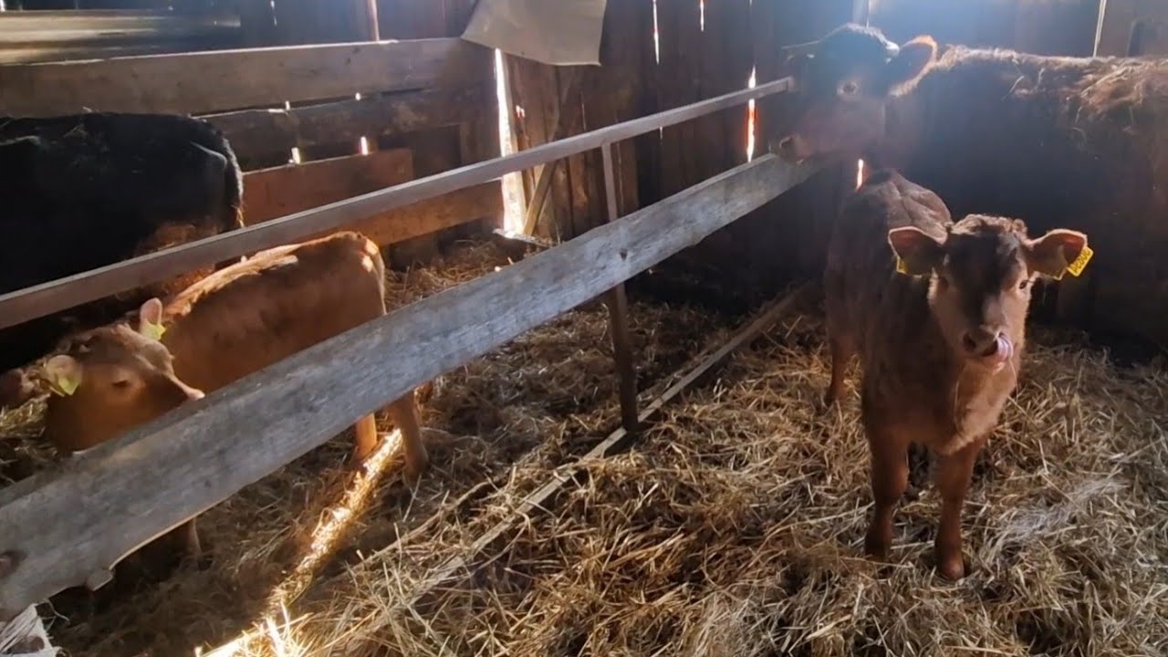 Cielaki rodzą się jeden za drugim. Mamki mięsne mieszane. 