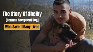 How a German Shepherd Saved His Family Life [True Story] !! by Dogs Junction 107 views 11 months ago 3 minutes, 26 seconds