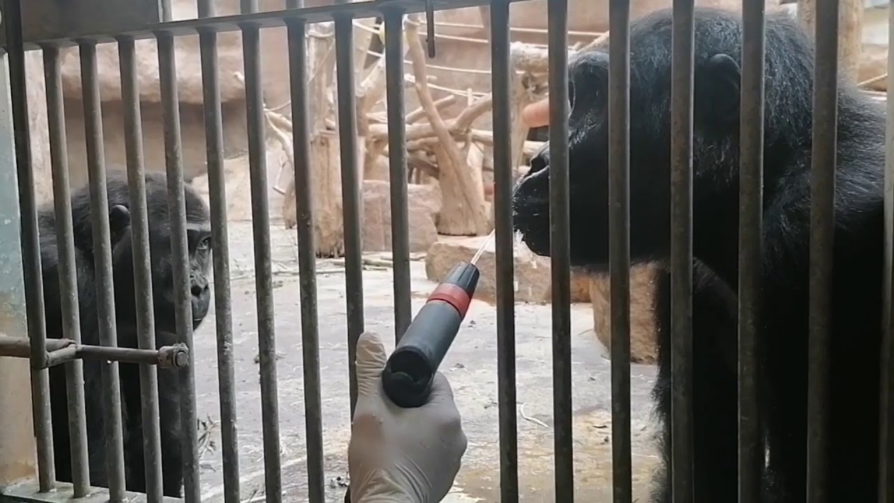 Gorily pijí z hadice (Lucie Holatová, Martin Vojáček)