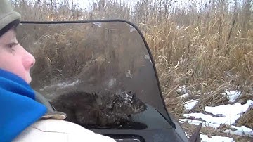 Week 5:Checking the Mink/Muskrat Traps