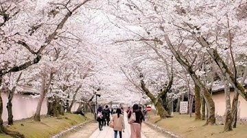 SAKURA NO HANA "POP MANDARIN INDONESIA"