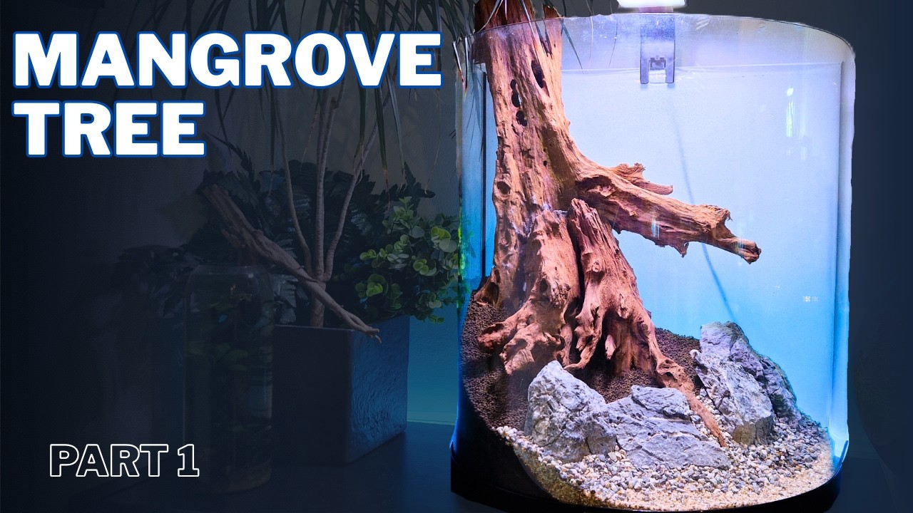 Mangrove Wood Aquascape in a 60L Tetra AquaArt Explorer