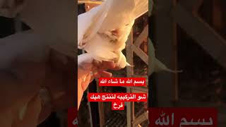 كشكي ابيض viral ارافل حمام_السعودية حمام_سوريا حمر زاجل كش24 pigeon زاجل كشة fyp