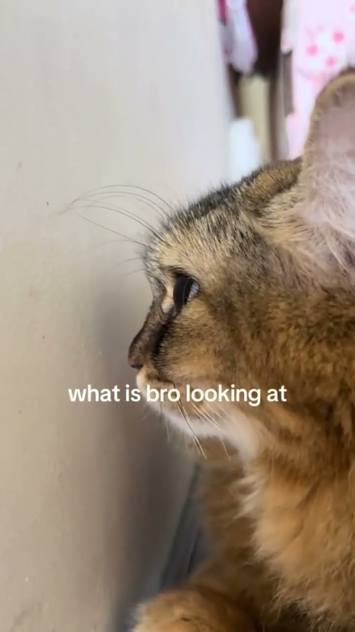 What is bro staring at on this Sunday