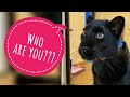 How Luna the panther reacts to guests