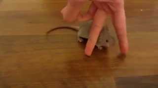 mouse weaving through my fingers @MouseAgility