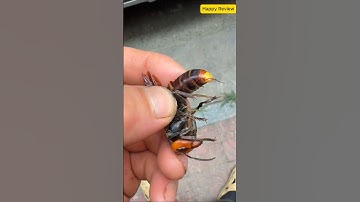 Ong Bắp Cày Nguy Hiểm Đến Mức Nào #ong #batong