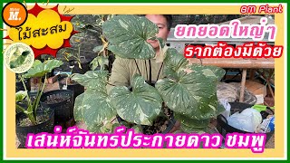 ยกยอดเสน่ห์จันทร์ประกายดาว ยอดใหญ่ๆ รากฟูๆ