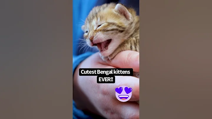 Video 4984381: bengal kitten first, cutest bengal kittens, bengalcat kitten