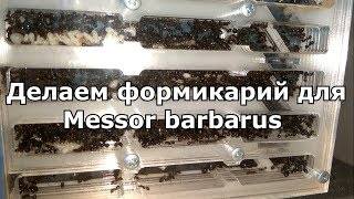 Делаем формикарий. Переселяем в него Messor barbarus
