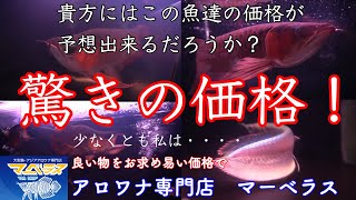 【アロワナショップ訪問】しーさんとコラボ#3 アロワナ専門店マーベラスさん訪問！驚愕の値段設定のお店にいる魚達とは！？紅龍担当 arowana