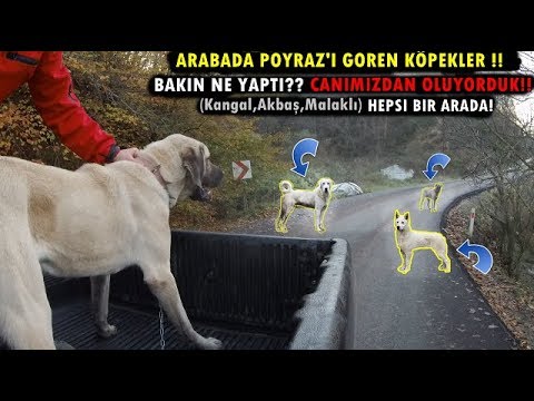 KANGAL POYRAZ'A KAFA TUTMANIN SONU BAKIN NE OLDU!!! (Kangal , Akbaş , Malaklı Hepsi Bir Arada)