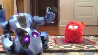 Furby 2012 and Genibo SD Dancing Together