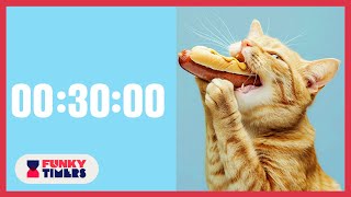 30 Minute Funny Cats Countdown Timer with Music | Lofi Hip Hop Soundtrack