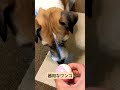 とても器用な犬#ペット#おやつ#ジャックラッセルテリア