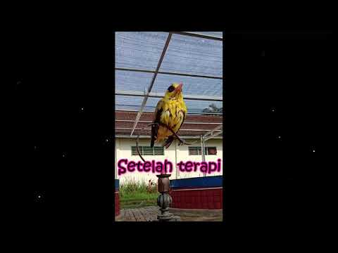 Cara menjinakkan burung kepodang yang penakut dan giras dengan cepat
