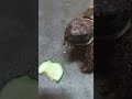 🐢Snack Time🐢#tortoise #pets