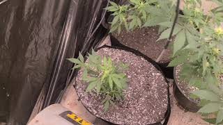 A Big Problem In The Grow