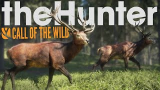 [The Hunter] イノシシ狩り　バイソン強すぎて難しい！！（ゆっくり初心者実況） screenshot 1