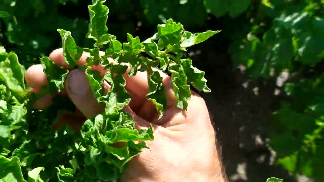 Кучерявість листя картоплі. Фази протікання вірусного захворювання