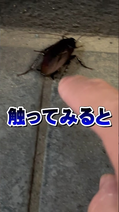 Never touch a cockroach!!! #animal #pets