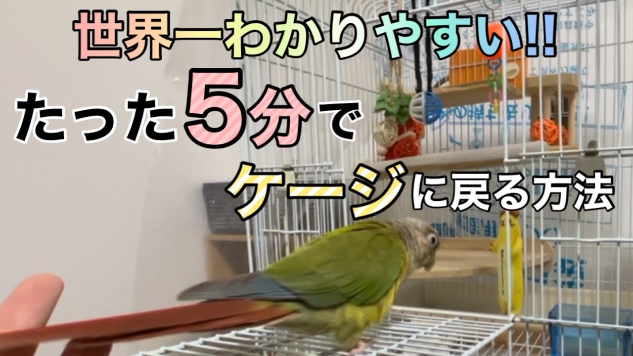鳥 ケージ 本日取りに来て下さる方！！ Letting your parakeet go] We've discovered an easy way to get your
