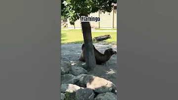 The Sexy Flamingo Calgary Animals Shortsfeed Explore Travel Trending Viralvideo Ytshorts 