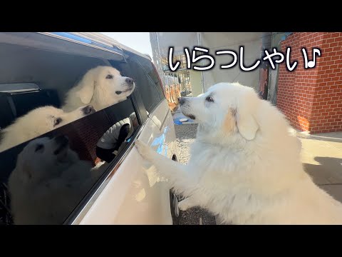 熱烈歓迎を実家ドッグラン受けてきました