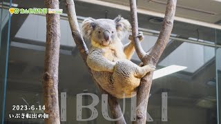 【東山動植物園公式】いぶきの転出の朝《 コアラ 》