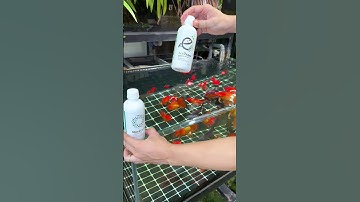 Combo Vi sinh DuraFast & Khoáng chọn lọc cao cấp EcoTrace xử lý độc tố cho hồ cá….#02/11.25