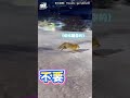 【太狡猾】北海道滑雪「驚見野生狐狸」？故意衝刺嚇人超皮！@吃瓜第一排teatime #shorts